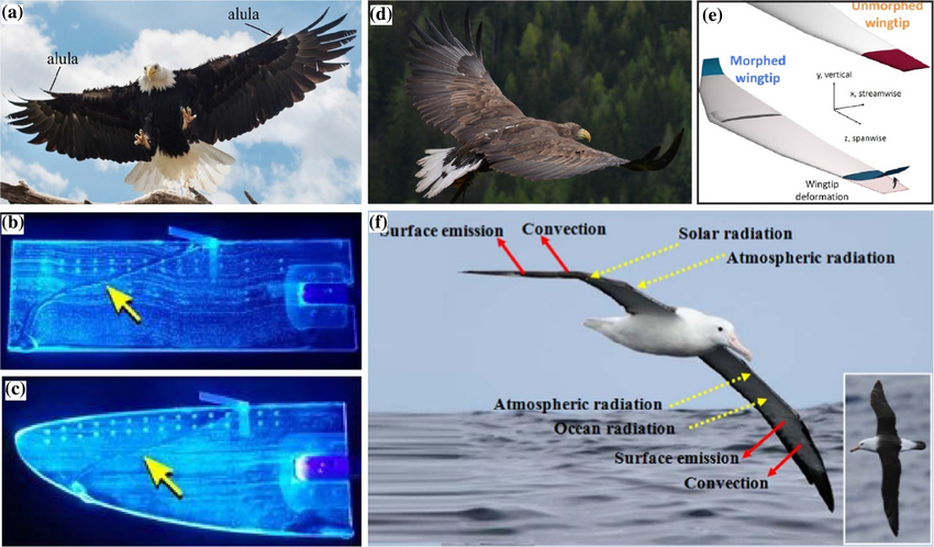 Biomimetic Airfoil Design